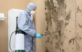 Mold Documentation for Insurance Claims in Pittsboro, IN